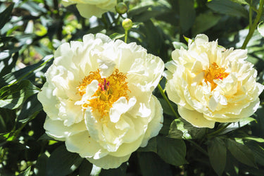 10 TREE PEONY Mountain Paeony Paeonia Suffruticosa Arborea Mixed Colors Red Pink White Purple Yellow Bicolor Flower Shrub Seeds